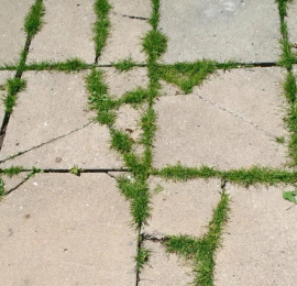 Как избавиться от травы между тротуарной плиткой